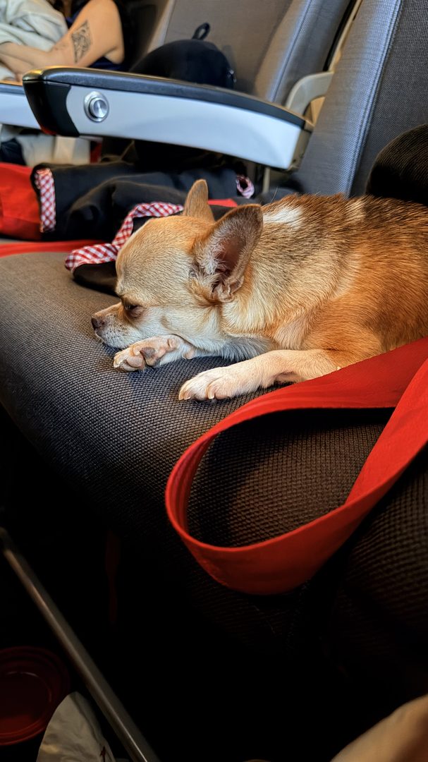 Dog asleep on a blanket in the cabin